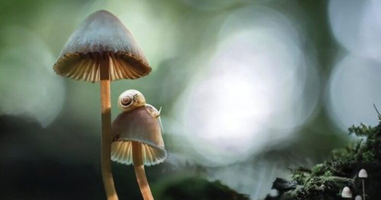 환상의 버섯(Fantastic Fungi, 2019) – 버섯의 신비로운 세계를 탐험하는 다큐멘터리