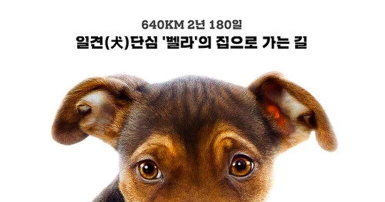 더 웨이 홈 (A Dog’s Way Home) – 강아지 벨라의 감동적인 귀향기, 7.4점 가족 모험 영화
